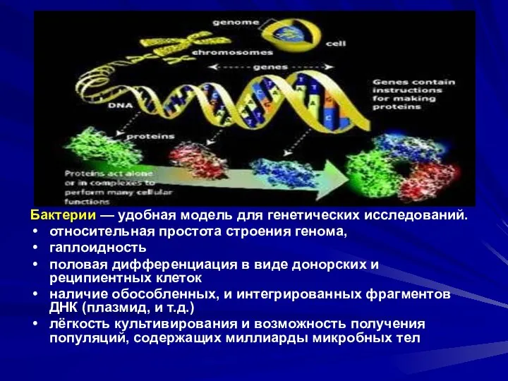 Бактерии — удобная модель для генетических исследований. относительная простота строения генома,