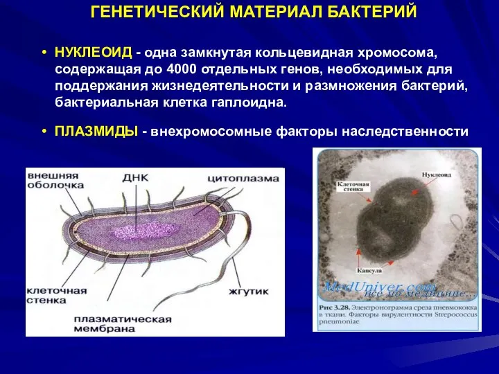 ГЕНЕТИЧЕСКИЙ МАТЕРИАЛ БАКТЕРИЙ НУКЛЕОИД - одна замкнутая кольцевидная хромосома, содержащая до