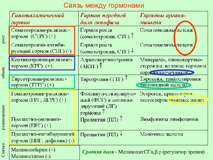 Связь между гормонами Средняя доля - МеланоцитСГα,β,γ (регулятор зрения) Меланолиберин (+)