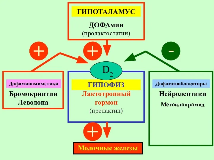 ГИПОТАЛАМУС ДОФАмин (пролактостатин) ГИПОФИЗ Лактотропный гормон (пролактин) Молочные железы Дофаминомиметики Бромокриптин