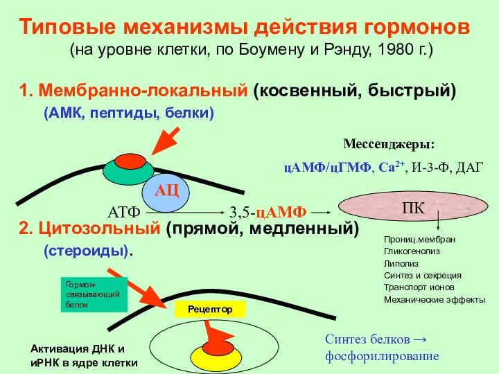 Типовые механизмы действия гормонов (на уровне клетки, по Боумену и Рэнду,