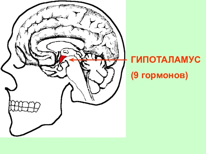 СХЕМА ГИПОТАЛАМО- ГИПОФИЗАРНОЙ СИСТЕМЫ ЧЕРЕП МОЗГ ГИПОТАЛАМУС (9 гормонов)