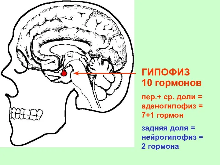 ГИПОФИЗ 10 гормонов пер.+ ср. доли = аденогипофиз = 7+1 гормон