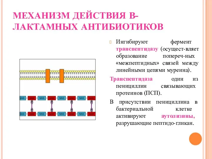 МЕХАНИЗМ ДЕЙСТВИЯ В-ЛАКТАМНЫХ АНТИБИОТИКОВ Ингибируют фермент транспептидазу (осущест-вляет образование попереч-ных «межпептидных»