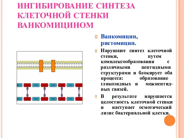 ИНГИБИРОВАНИЕ СИНТЕЗА КЛЕТОЧНОЙ СТЕНКИ ВАНКОМИЦИНОМ Ванкомицин, ристомицин. Нарушают синтез клеточной стенки,