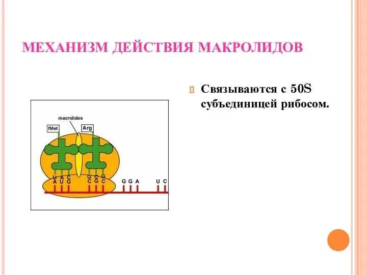 МЕХАНИЗМ ДЕЙСТВИЯ МАКРОЛИДОВ Связываются с 50S субъединицей рибосом.