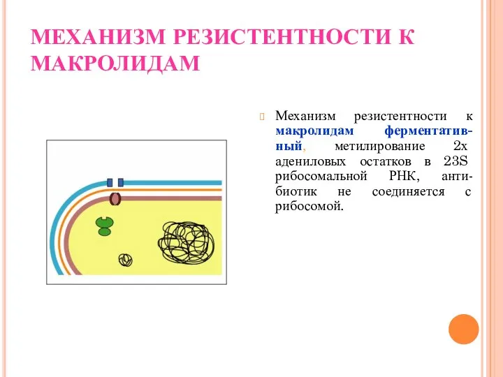 МЕХАНИЗМ РЕЗИСТЕНТНОСТИ К МАКРОЛИДАМ Механизм резистентности к макролидам ферментатив-ный, метилирование 2х