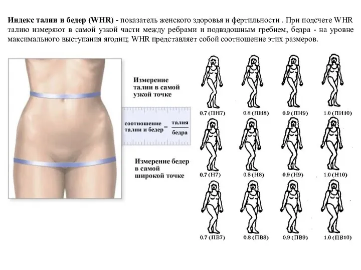 Индекс талии и бедер (WHR) - показатель женского здоровья и фертильности