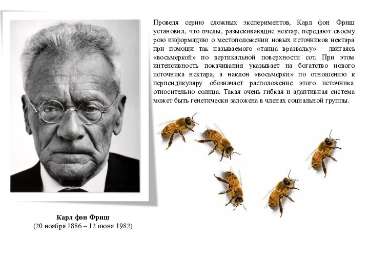 Карл фон Фриш (20 ноября 1886 – 12 июня 1982) Проведя