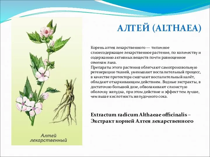 АЛТЕЙ (ALTHAEA) Корень алтея лекарственного — типичное слизесодержащее лекарственное растение, по