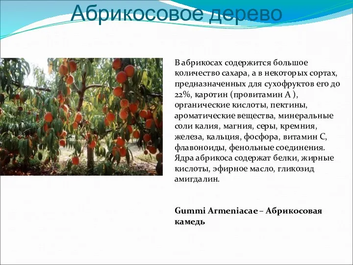 В абрикосах содержится большое количество сахара, а в некоторых сортах, предназначенных