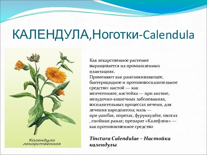 КАЛЕНДУЛА,Ноготки-Calendula Как лекарственное растение выращивается на промышленных плантациях. Применяют как ранозаживляющее,