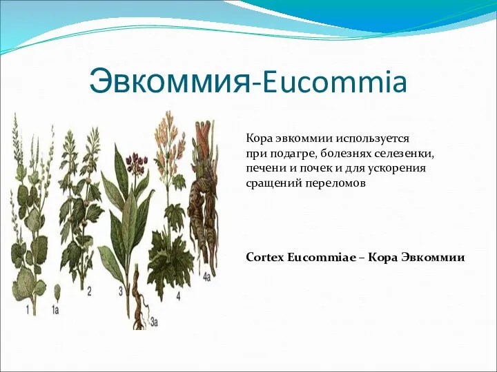 Эвкоммия-Eucommia Кора эвкоммии используется при подагре, болезнях селезенки, печени и почек