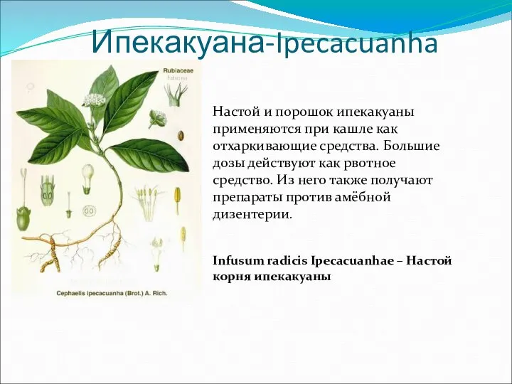 Ипекакуана-Ipecacuanha Настой и порошок ипекакуаны применяются при кашле как отхаркивающие средства.