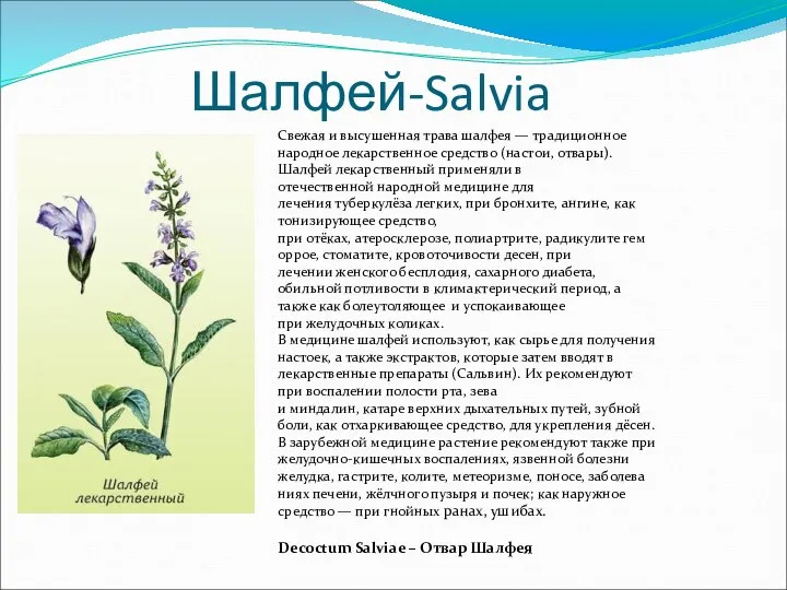 Шалфей-Salvia Свежая и высушенная трава шалфея — традиционное народное лекарственное средство