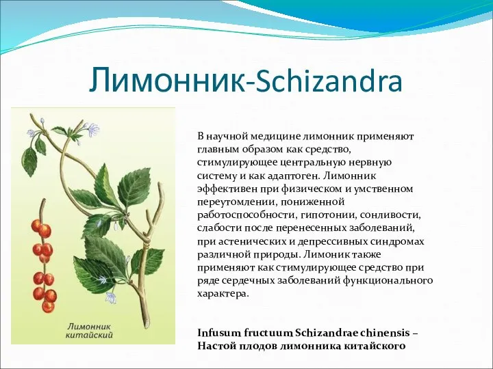 Лимонник-Schizandra В научной медицине лимонник применяют главным образом как средство, стимулирующее