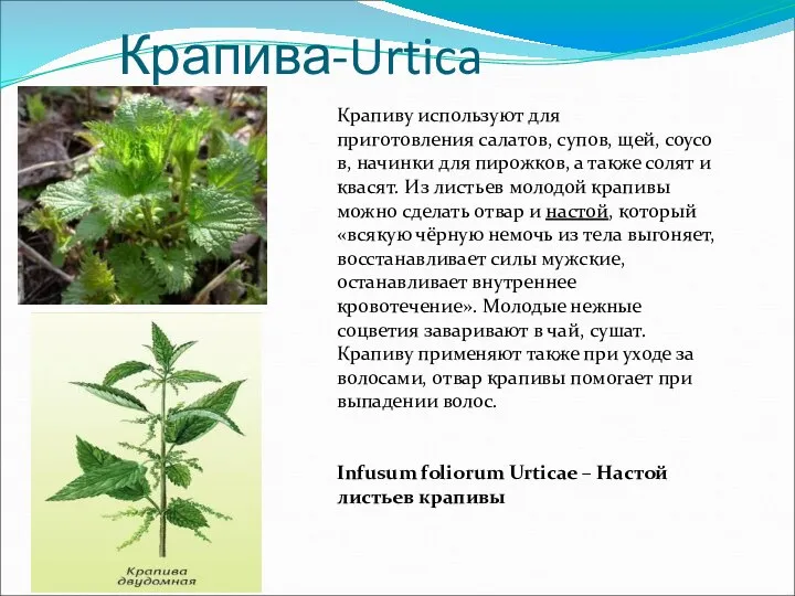 Крапива-Urtica Крапиву используют для приготовления салатов, супов, щей, соусов, начинки для