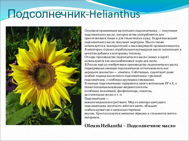 Подсолнечник-Helianthus Основное применение масличного подсолнечника — получение подсолнечного масла, которое затем