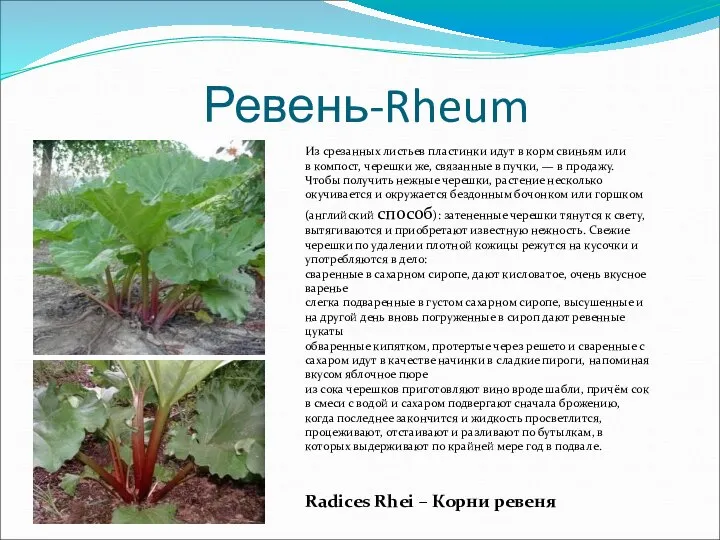 Ревень-Rheum Из срезанных листьев пластинки идут в корм свиньям или в