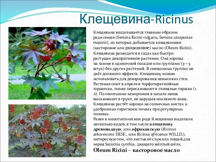 Клещевина-Ricinus Клещевина возделывается главным образом ради семян (Semina Ricini vulgaris, Semina