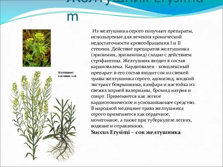 Желтушник-Erysimum Из желтушника серого получают препараты, используемые для лечения хронической недостаточности