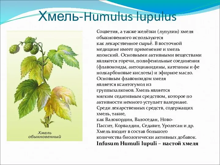 Хмель-Humulus lupulus Соцветия, а также желёзки (лупулин) хмеля обыкновенного используются как