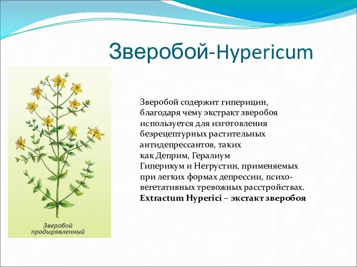 Зверобой-Hypericum Зверобой содержит гиперицин, благодаря чему экстракт зверобоя используется для изготовления