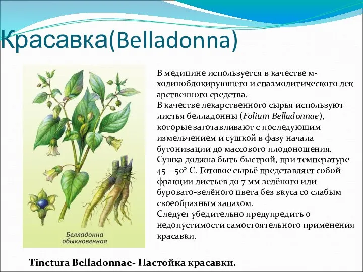 Красавка(Belladonna) В медицине используется в качестве м-холиноблокирующего и спазмолитического лекарственного средства.