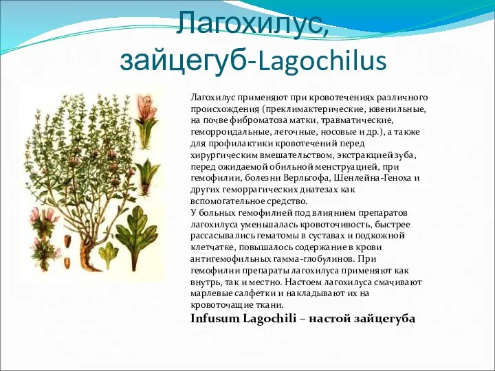 Лагохилус,зайцегуб-Lagochilus Лагохилус применяют при кровотечениях различного происхождения (преклимактерические, ювенильные, на почве