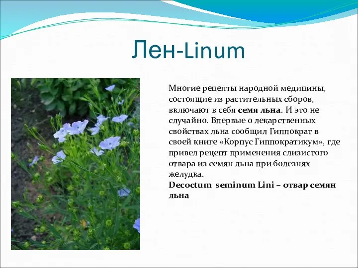 Лен-Linum Многие рецепты народной медицины, состоящие из растительных сборов, включают в