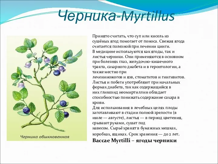 Черника-Myrtillus Принято считать, что суп или кисель из сушёных ягод помогает