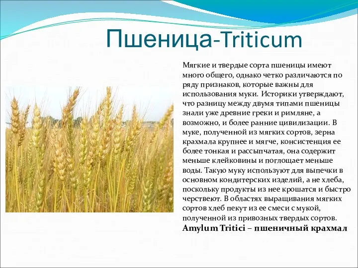 Пшеница-Triticum Мягкие и твердые сорта пшеницы имеют много общего, однако четко