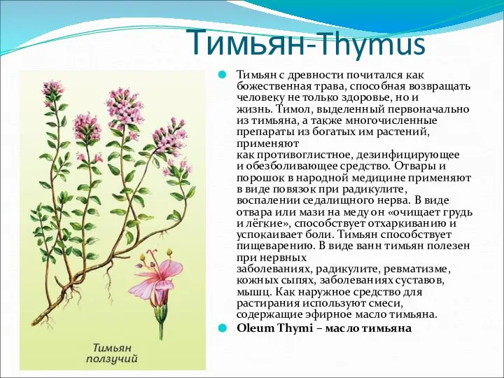 Тимьян-Thymus Тимьян с древности почитался как божественная трава, способная возвращать человеку