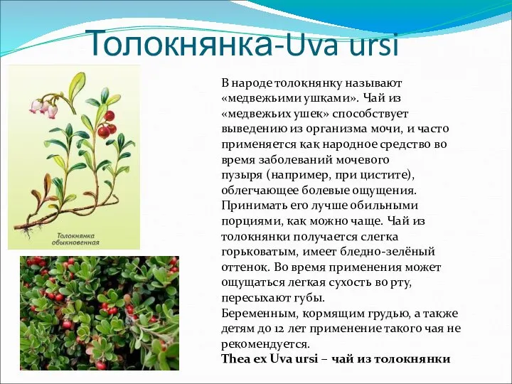 Толокнянка-Uva ursi В народе толокнянку называют «медвежьими ушками». Чай из «медвежьих