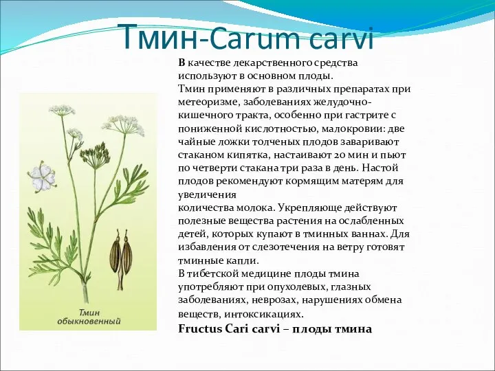 Тмин-Carum carvi В качестве лекарственного средства используют в основном плоды. Тмин