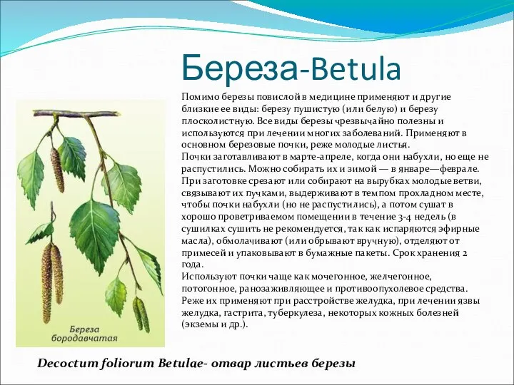 Береза-Betula Помимо березы повислой в медицине применяют и другие близкие ее