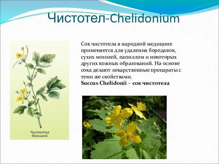 Чистотел-Chelidonium Сок чистотела в народной медицине применяется для удаления бородавок, сухих