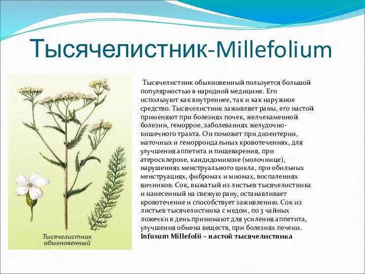 Тысячелистник-Millefolium Тысячелистник обыкновенный пользуется большой популярностью в народной медицине. Его используют