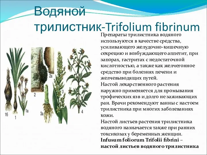 Водяной трилистник-Trifolium fibrinum Препараты трилистника водяного используются в качестве средства, усиливающего