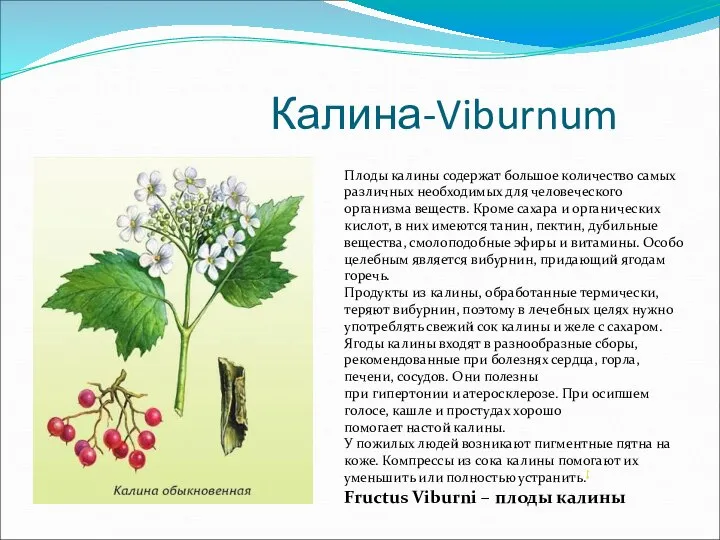 Калина-Viburnum Плоды калины содержат большое количество самых различных необходимых для человеческого