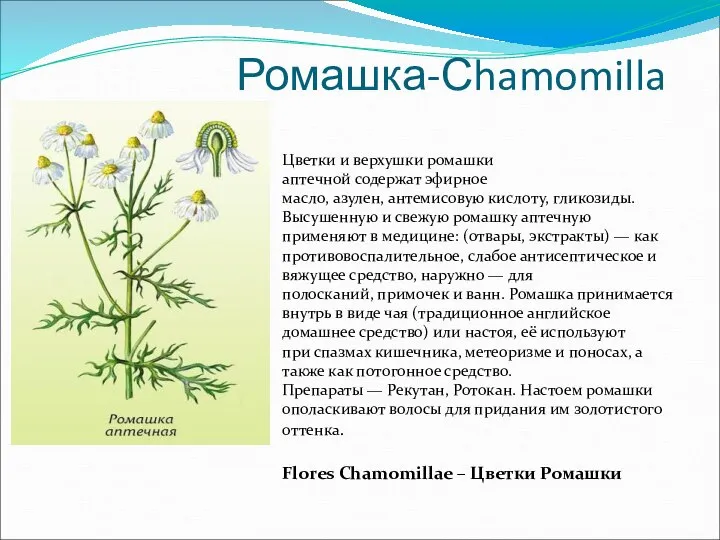 Ромашка-Сhamomilla Цветки и верхушки ромашки аптечной содержат эфирное масло, азулен, антемисовую