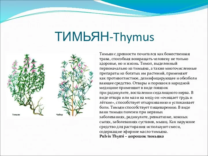 ТИМЬЯН-Thymus Тимьян с древности почитался как божественная трава, способная возвращать человеку