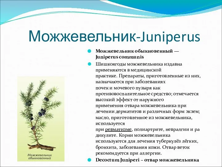 Можжевельник-Juniperus Можжевельник обыкновенный — Juniperus communis Шишкоягоды можжевельника издавна применяются в