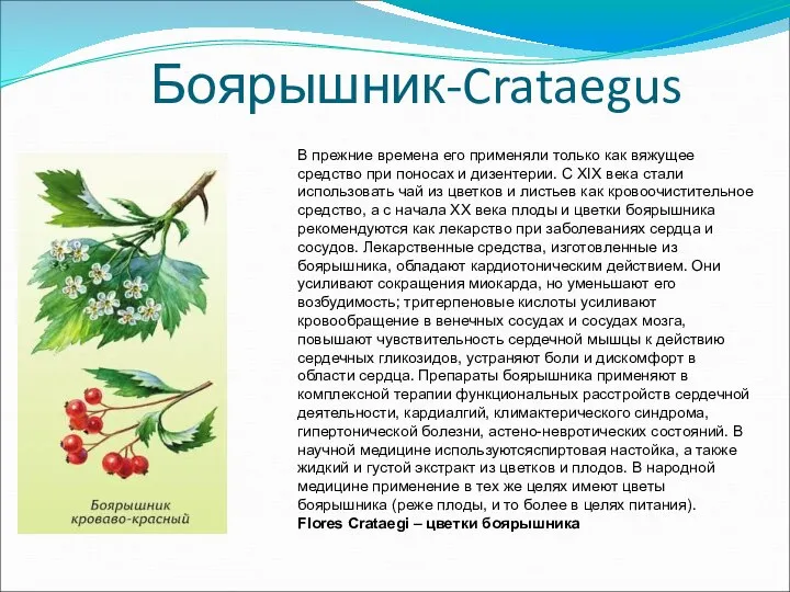 Боярышник-Crataegus В прежние времена его применяли только как вяжущее средство при