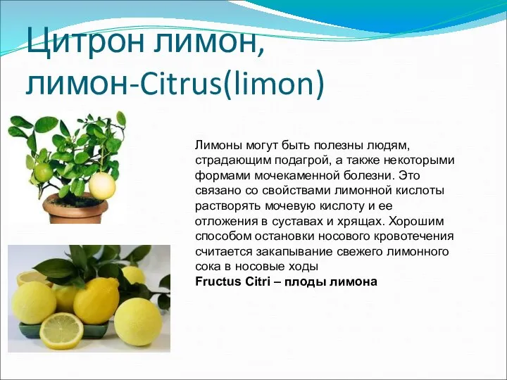 Цитрон лимон,лимон-Citrus(limon) Лимоны могут быть полезны людям, страдающим подагрой, а также