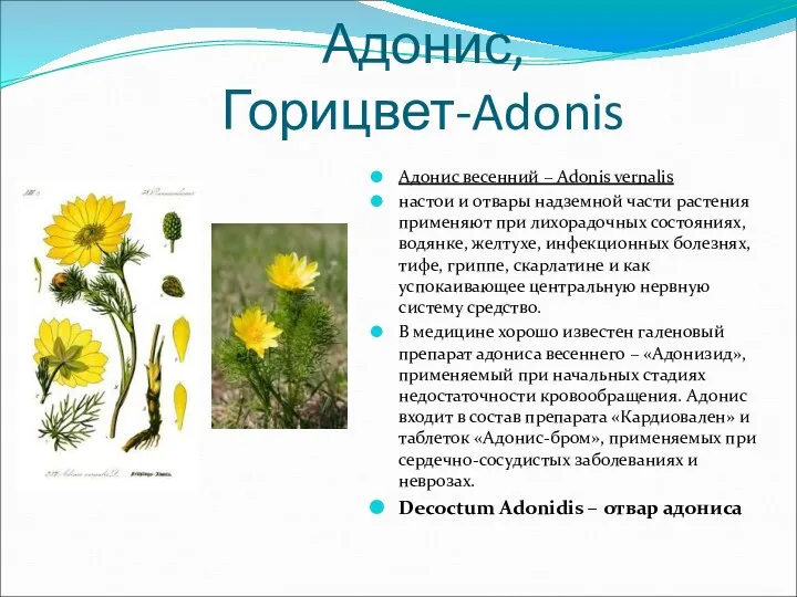 Адонис,Горицвет-Adonis Адонис весенний – Adonis vernalis настои и отвары надземной части