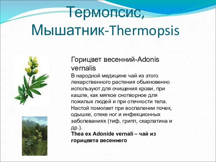 Термопсис, Мышатник-Thermopsis Горицвет весенний-Adonis vernalis В народной медицине чай из этого