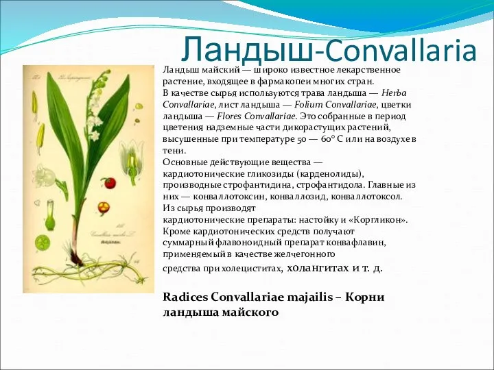 Ландыш-Convallaria Ландыш майский — широко известное лекарственное растение, входящее в фармакопеи