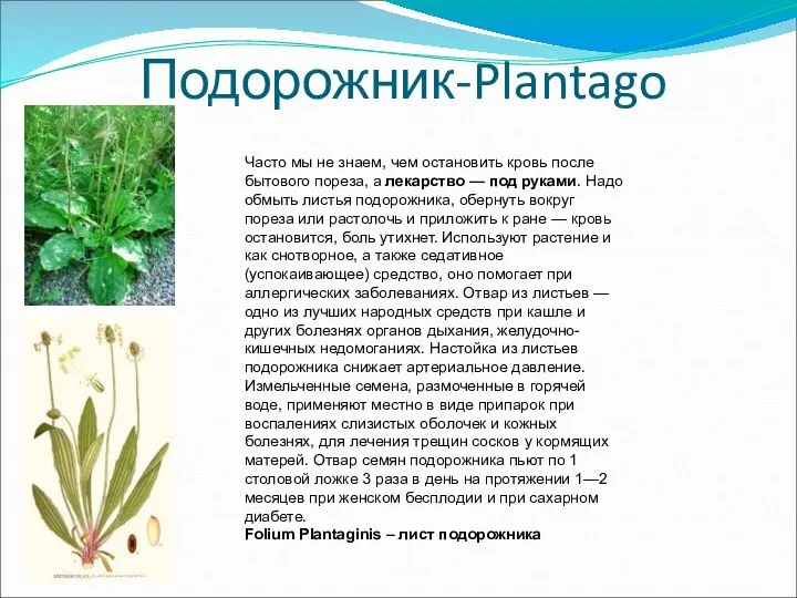 Подорожник-Plantago Часто мы не знаем, чем остановить кровь после бытового пореза,