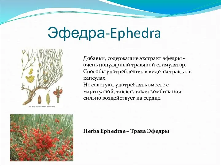 Эфедра-Ephedra Добавки, содержащие экстракт эфедры - очень популярный травяной стимулятор. Способы